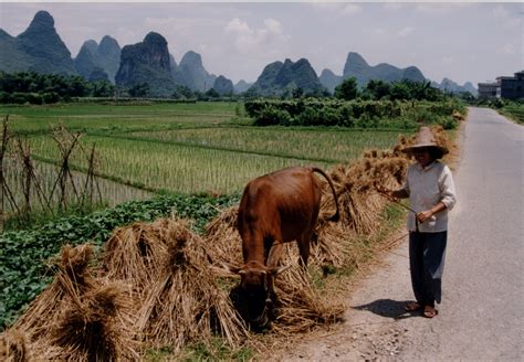 File:China Rice field with farmer.jpg - Wikipedia