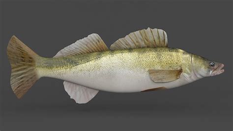 Fish Zander 3D model | CGTrader