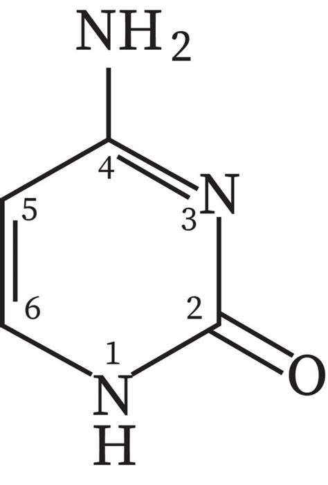 Structure of Cytosine | bartleby