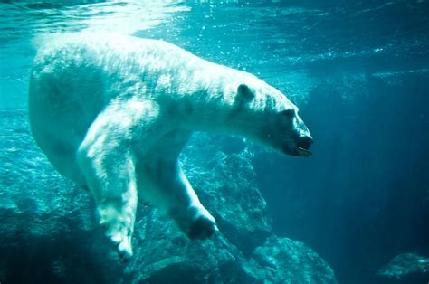 Carlos Mendivil Photography » Underwater Polar Bear Photo Shoot