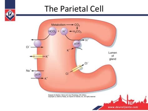 Gastric acid secretion