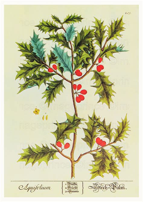 Holly Printable Vintage Botanical Art Digital Download for - Etsy