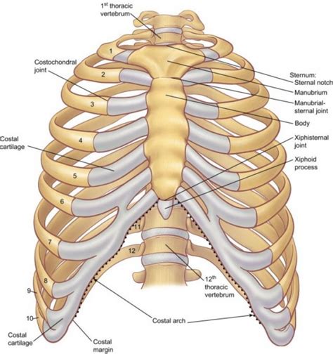 Diagram Rib Cage With Organs Rib Cage Anatomy Labeled Vector | Sexiz Pix