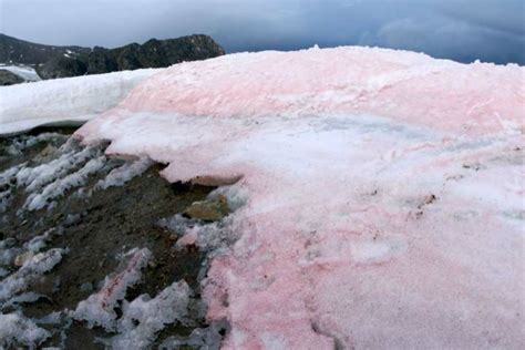 Snow algae increases glacier melt in the Arctic