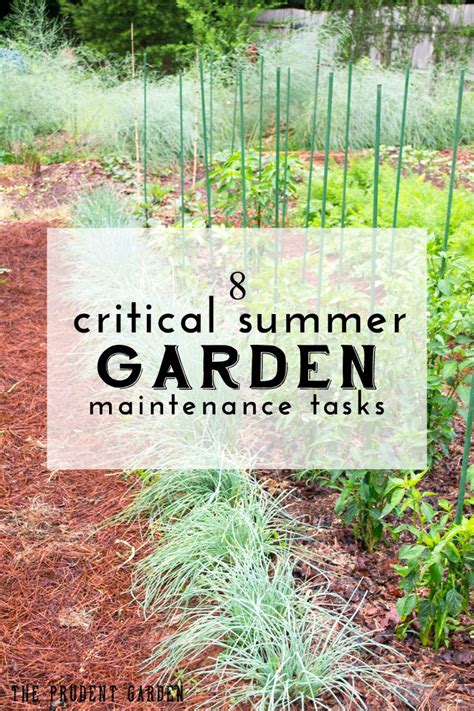 8 Critical Summer Garden Maintenance Tasks