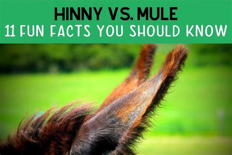 Hinny vs. Mule: 11 Facts You Need to Know - Helpful Horse Hints