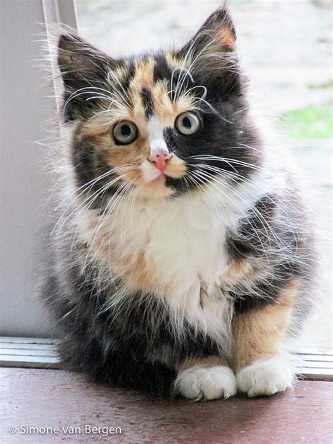 Cute Fluffy Calico Cats | Hot Sex Picture