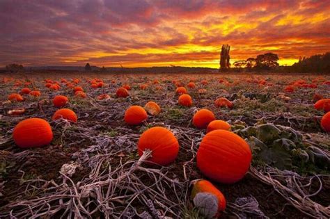 abandoned pumpkin field | Autumn landscape, Fall pictures, Autumn photography