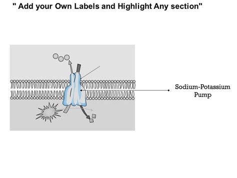 0914 The Na K Atpase An Electrogenic Pump Medical Images For PowerPoint ...