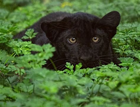 15 Panther Facts About The Regal Cats