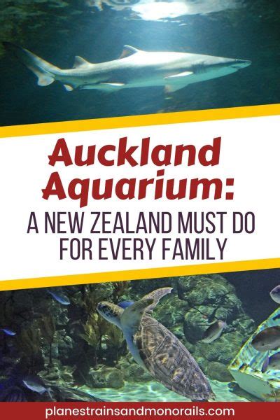 Auckland Aquarium: A New Zealand Must-do for Every Family · Planes, Trains, & Monorails