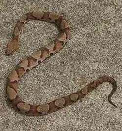 Copperhead Snake Habitat