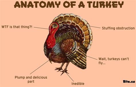 Turkey Anatomy Diagram