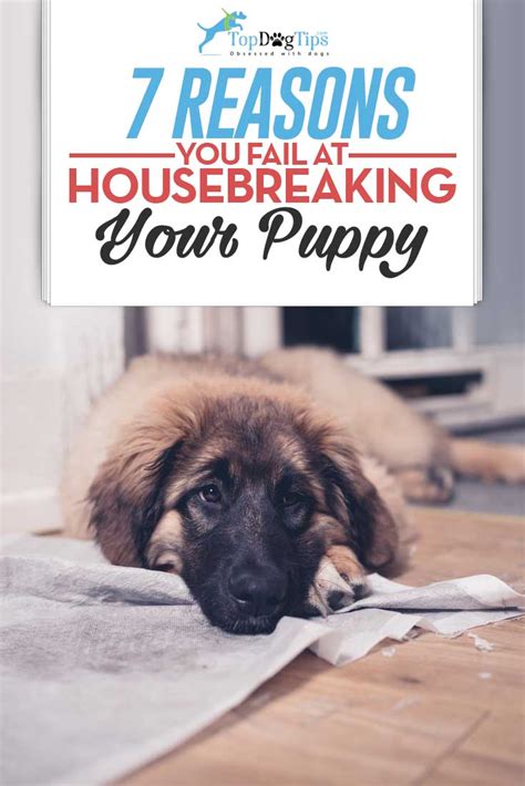 Housebreaking a Puppy: 7 Reasons You're Failing (And How to Fix Them)