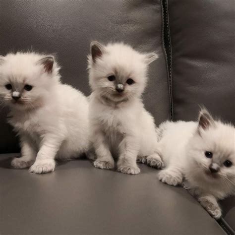 Purebred Ragdoll Kittens for Sale