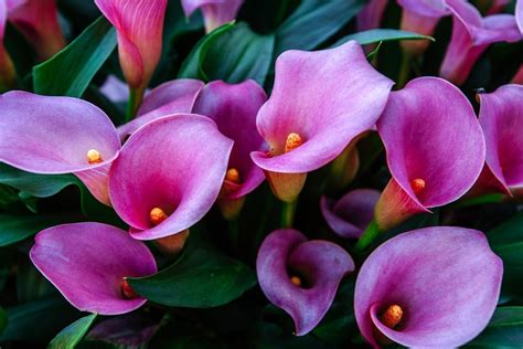 Are Calla Lilies Annual Or Perennial - Tips On Keeping Callas Year Round