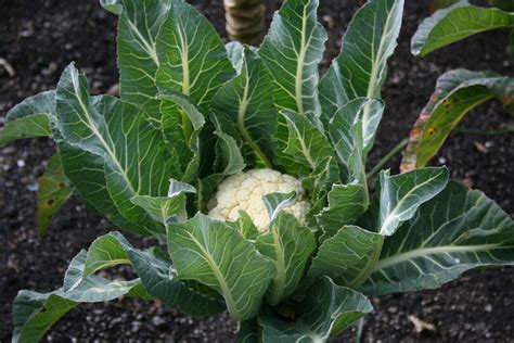 Cauliflower | Diseases and Pests, Description, Uses, Propagation