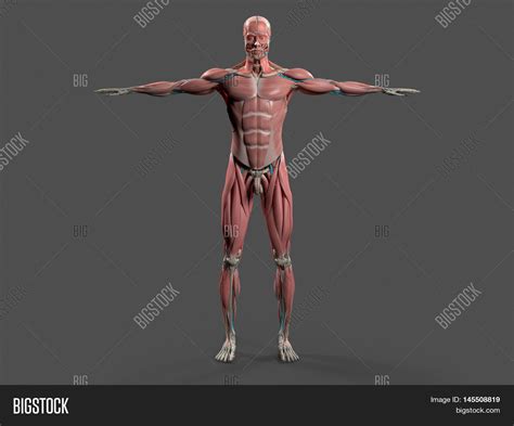 Human Anatomy Showing Image & Photo (Free Trial) | Bigstock