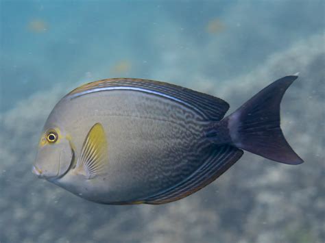 Chirurgien à nageoires jaunes • Acanthurus xanthopterus • Fiche poissons