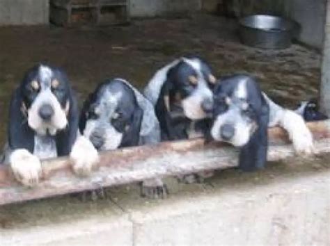 Basset Bleu de Gascogne - Pet Your Dog