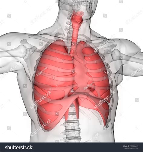 5,928 Diaphragm 3d Images, Stock Photos & Vectors | Shutterstock