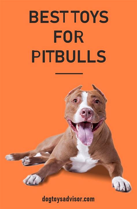 best toys for pitbull puppies - bluntfaruolo