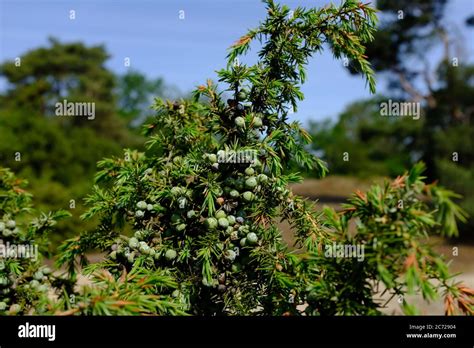 A bunch of juniper berries in a sunny juniper bush Stock Photo - Alamy