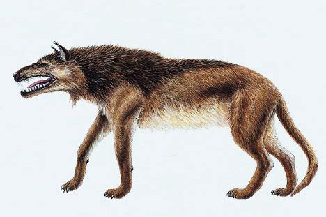 Andrewsarchus Facts - information about the extinct, prehistoric animal ...