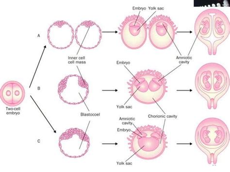 Cell proliferation & differentiation