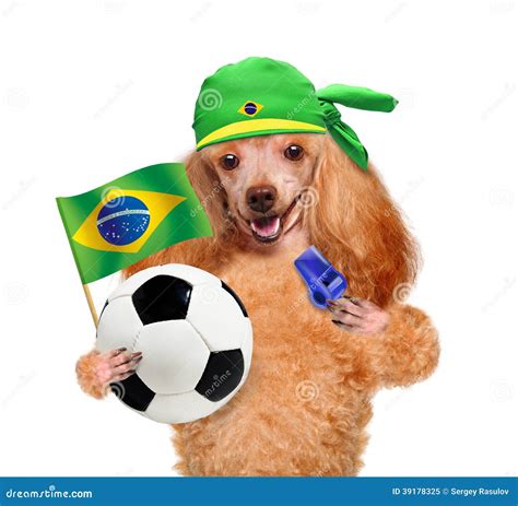 Dog playing football stock image. Image of sport, jack - 39178325