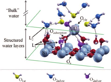 Structure of the uranyl ion surface complex at the water/NiO(100)... | Download Scientific Diagram