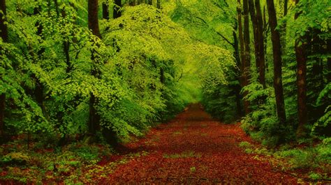 Online crop | green foliage tree, forest, green HD wallpaper ...