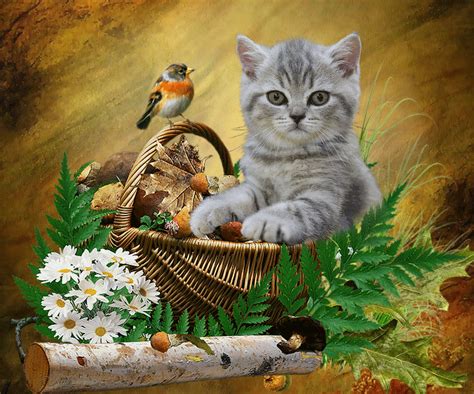 www.facebook.com/BnMDnYm.67/ Cats And Kittens, Big Cats, Cute Cats ...