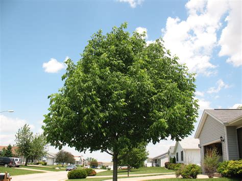 Mountain Ash Tree, Pictures, Images & Facts on Mountain Ash Trees