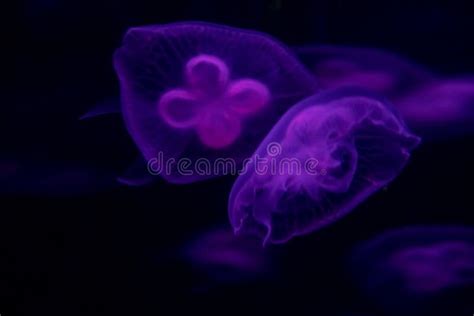 Purple Sea Moon Jellyfish on a Black Background, Close Up Stock Photo ...