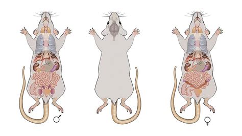 Anatomy Of Mice - vrogue.co