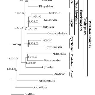 Example of reconstruction of an ancestral Boreoeutherian sequence based ...