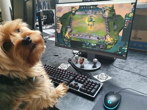 G2 Esports League Of Legends, League Memes, Esports, Rocky, Favs, Lol, Animals, Animales, Animaux