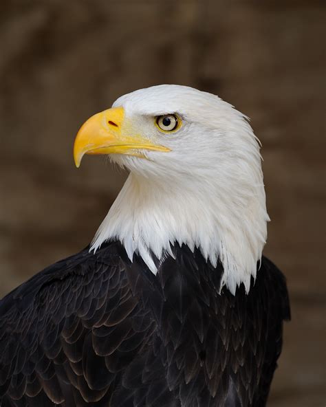 Bald Eagles on the South Shore