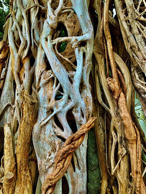 Twisted Tree Roots Photograph by Garry Gay - Fine Art America