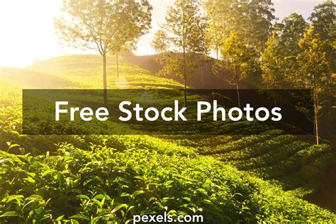 1000+ Beautiful Tea Garden Photos Pexels · Free Stock Photos