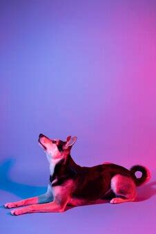 Free Photo | Portrait of bichon frise dog in gradient lighting