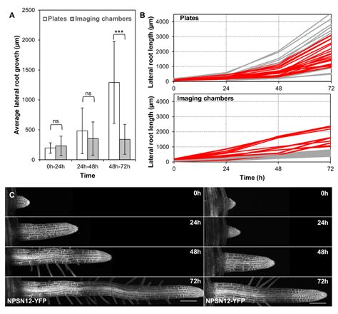 A Simple Chamber for Long-term Confocal Imaging of Root and Hypocotyl Development (article) | JoVE