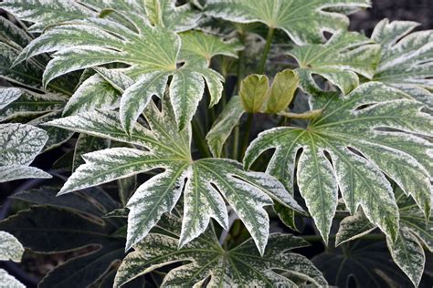 Fatsia japonica 'Spider's Web' | Landscape Plants | Oregon State University