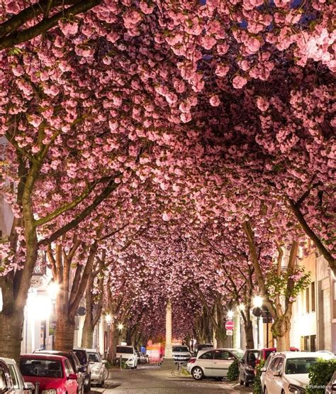 Vivid Cherry Blossom Avenue in Bonn, Germany----On Fow24news.com - FOW ...