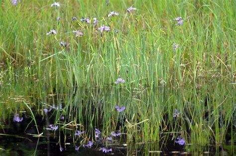 Textbooks Books Wetland Plants of Michigan A Complete Guide to the ...