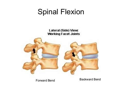 For the Bikers: Demystifying Spinal Flexion and Spinal Extension — Musicians' Health Collective