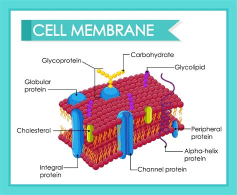 Human cell membrane structure 2053132 Vector Art at Vecteezy