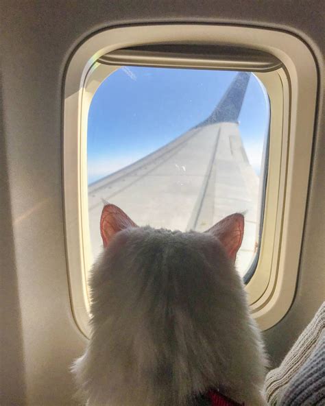 How to Travel with a Cat | Anna Everywhere