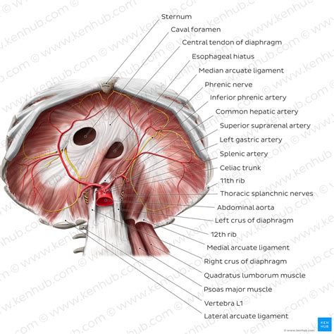 Diaphragm: Location, anatomy, innervation and function | Kenhub